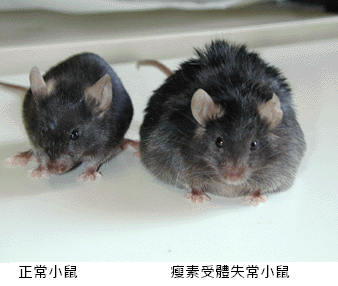 瘦素調節示意